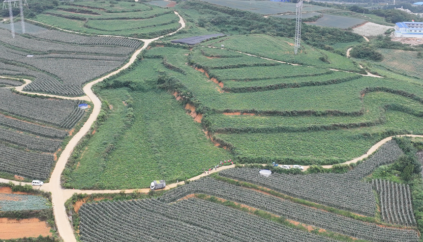 300亩香芋南瓜迎丰收 预计产量达120万斤。