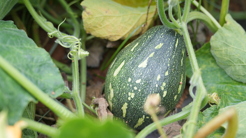 300亩香芋南瓜迎丰收 预计产量达120万斤。