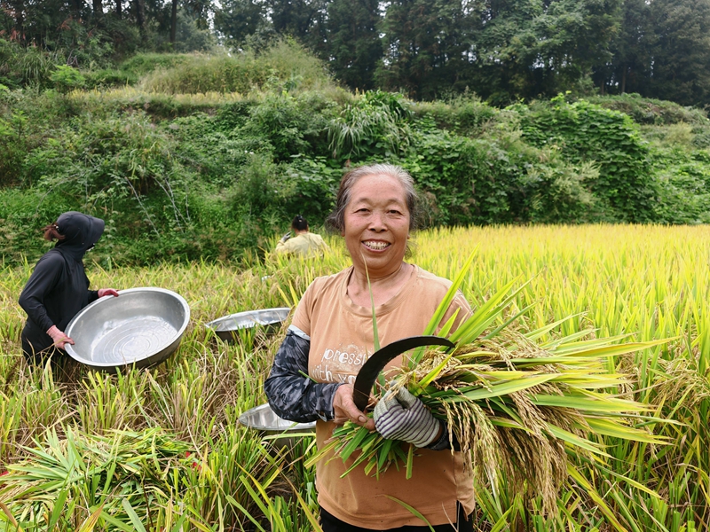 稻田喜獲豐收，農戶手握稻穗喜笑顏開。謝永恆 攝.jpg