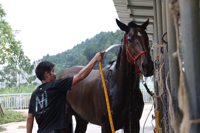 韋高飛給愛馬洗澡.jpg