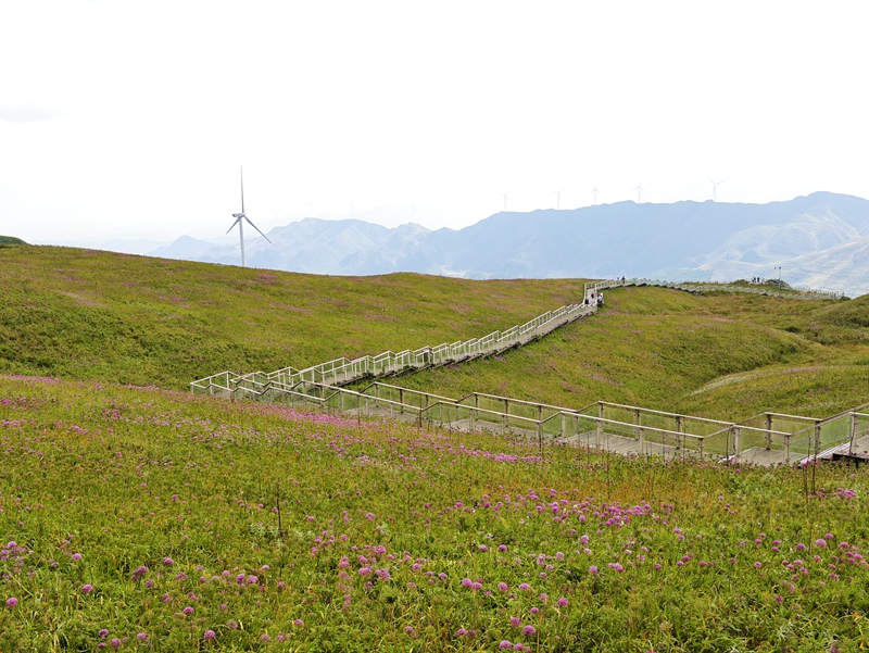 2026年9月21日的韭菜坪花海。孙春艳摄