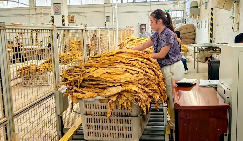 贵州思南：烤烟收购有序推进当前，贵州省铜仁市思南县2026年烤烟收购工作稳步有序推进。走进思南县各烟叶收购站点，现场秩序井然、作业规范，烟叶收储各项工作高效开展。