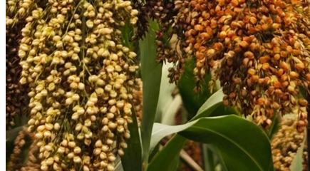 貴州沿河：一片高粱紅 一方振興路