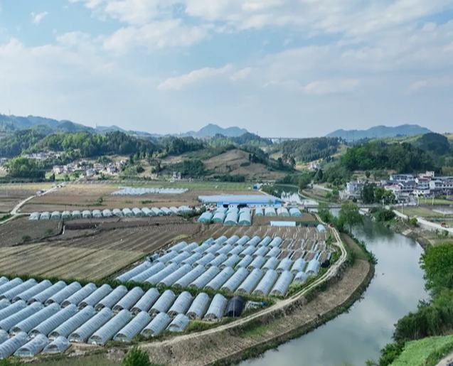 精養干線保暢通 ，便民興業助振興一條山間彩帶盤旋在青山之間，G551線福泉鳳山鎮段蜿蜒暢通，滿載冬瓜、辣椒的貨車往來穿梭，這條橫貫東西的交通動脈，打通了山區農產品外運通道，正成為當地鄉村振興的重要引擎。
