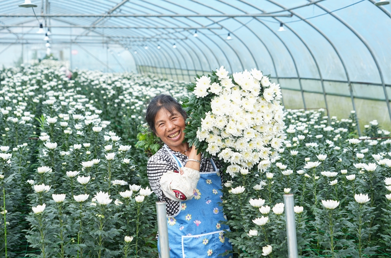 2026年9月21日，貴州省畢節市納雍縣雍熙街道燎原社區菊花種植基地，村民在採摘菊花。楊英 攝.jpg