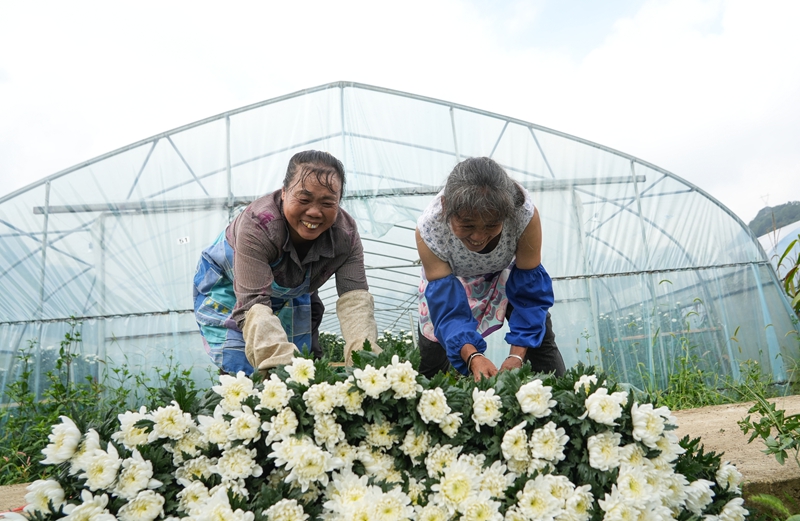 2026年9月21日，貴州省畢節市納雍縣雍熙街道燎原社區菊花種植基地，村民在擺放菊花。楊  英 攝.jpg