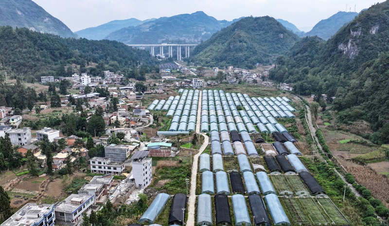 2026年9月21日，貴州省畢節市納雍縣雍熙街道燎原社區菊花種植基地一角。（無人機照片） 楊英 攝.jpg