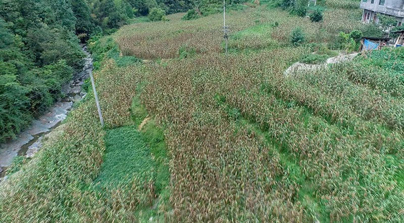 規模種植的高粱.jpg