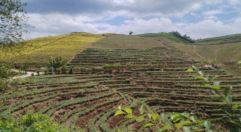 貴州沿河：抓實茶園秋管 筑牢豐產根基