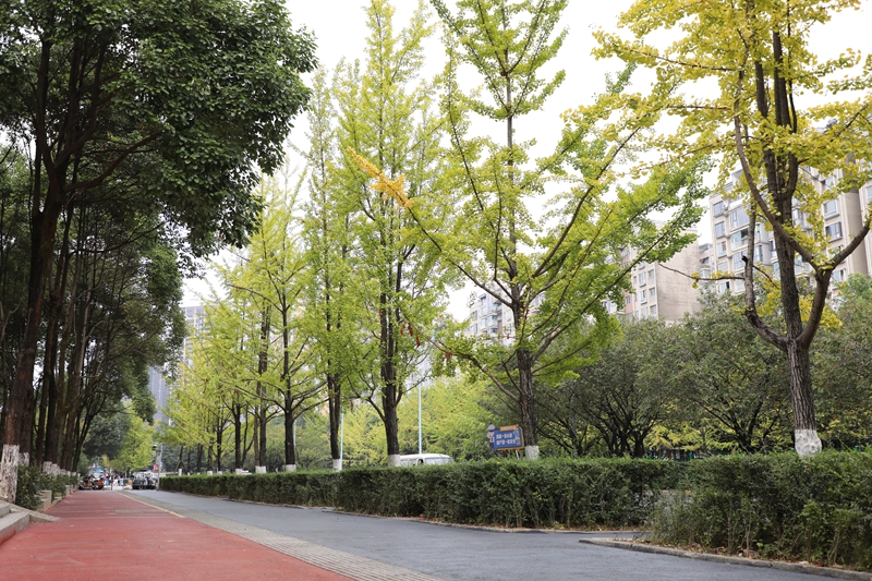 1、市政部门严格按照无障碍设施建设标准组织施工，集中整改盲道铺设不规范问题。.jpg