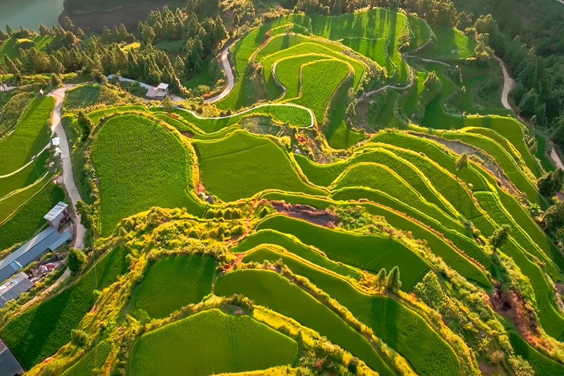 鸟瞰白叶一号茶园.jpg