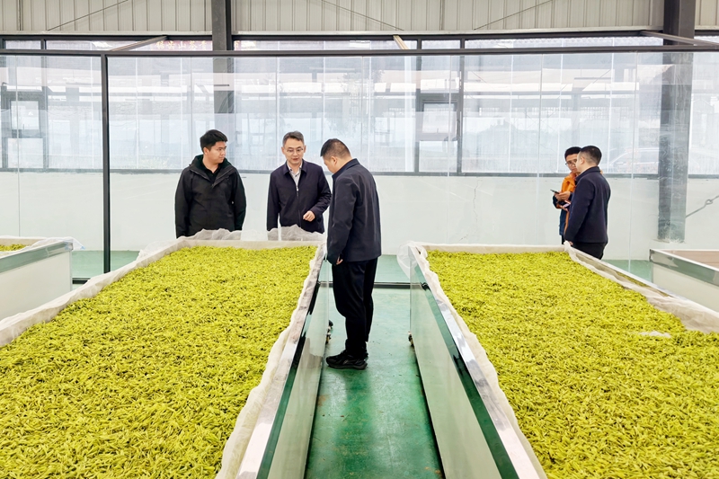 根据公司工作安排到中寨镇察看2026年春茶炒制情况.JPG