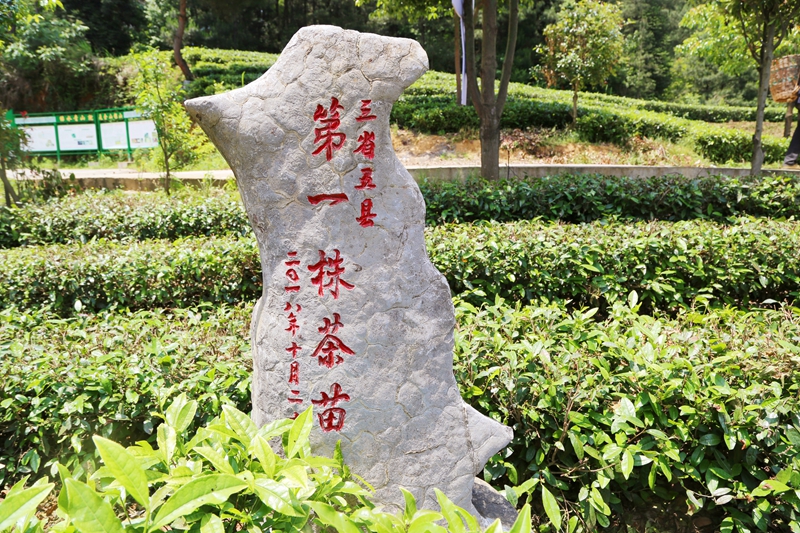 中寨镇种下的第一株茶苗.JPG