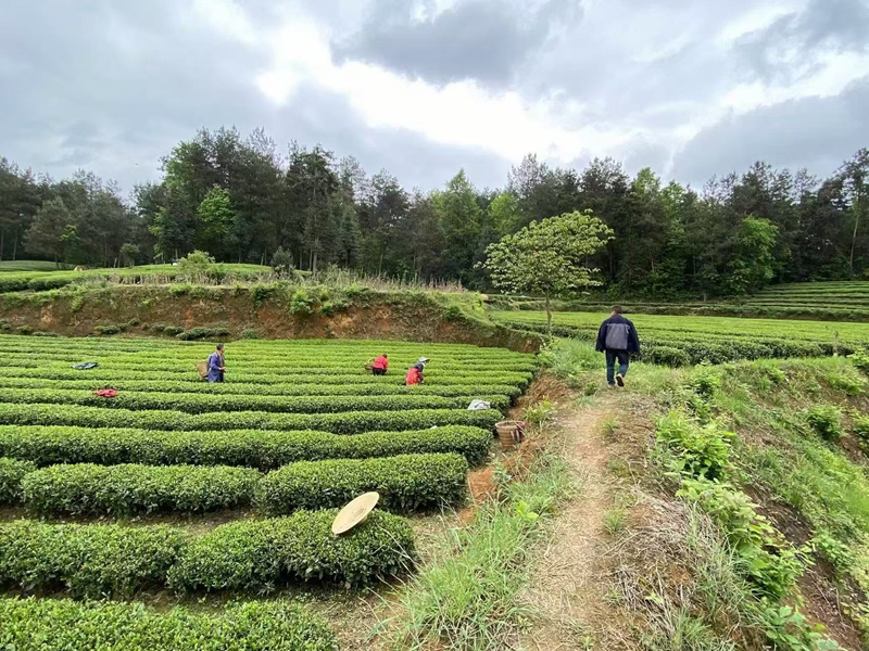 1、茶农在茶园采摘秋茶。.jpg