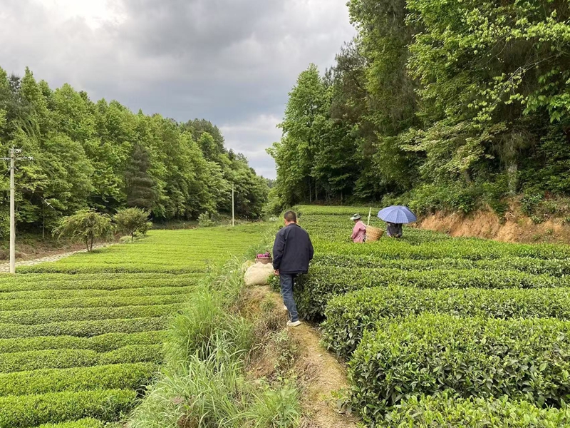3、茶农在茶园采摘秋茶。.jpg