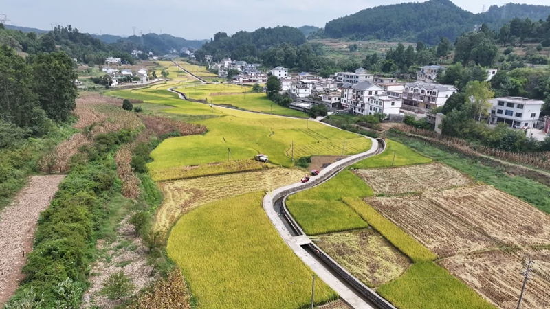 收割機正在收割  （播州融媒 蔡城池 攝）.jpg