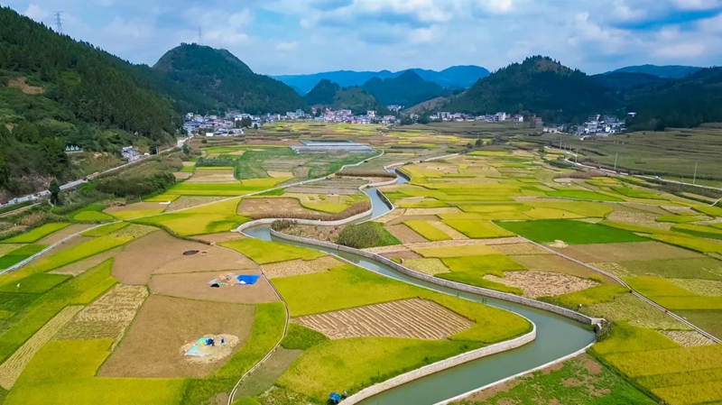 舊營鄉紅米種植基地。翟利巧、劉蕾蕾攝