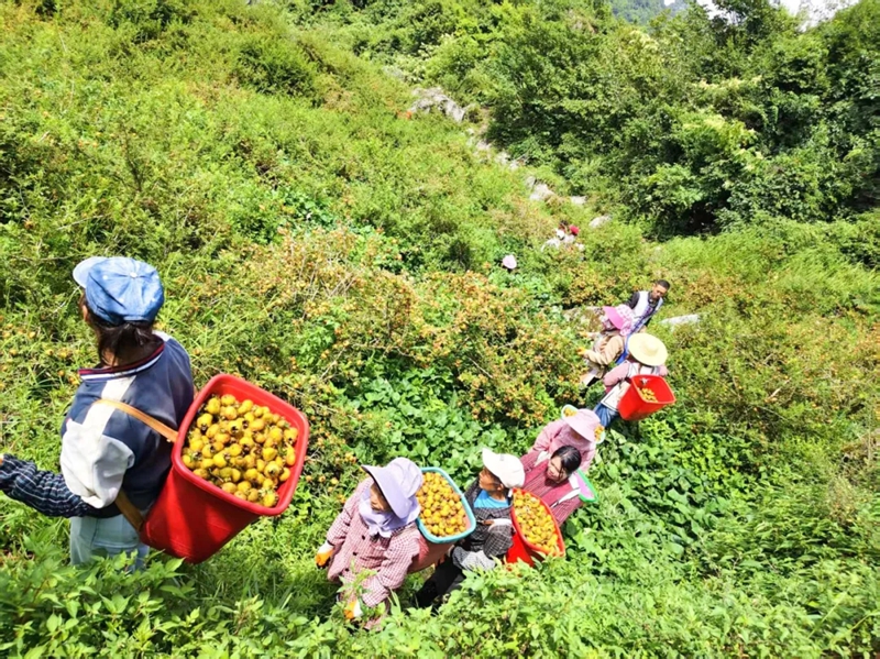 農戶採摘刺梨。圖由盤州市普古鄉提供