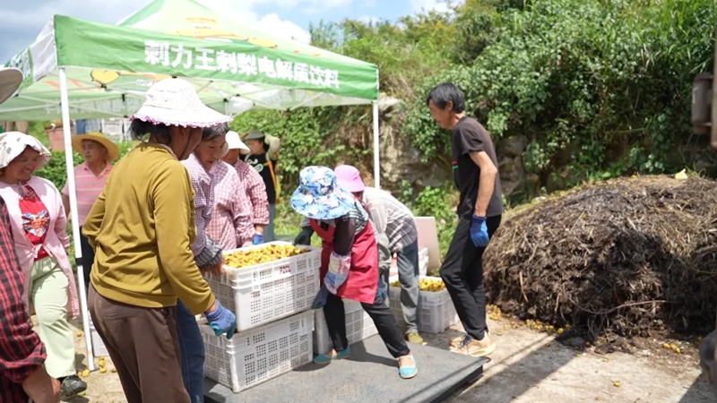 農戶正在將刺梨上稱。吳加浪、謝吉文攝