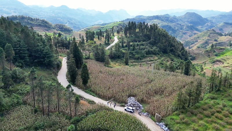 玉米種植試驗田。