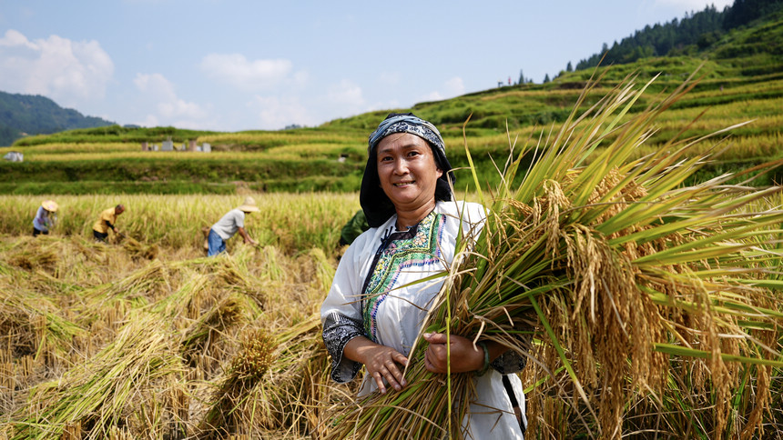 9月22日，在貴州省黔東南苗族侗族自治州榕江縣樂裡鎮大瑞村，村民在梯田裡進行農耕文化展演。
