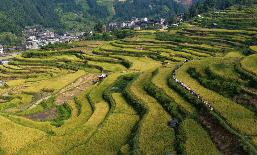 9月22日，在貴州省黔東南苗族侗族自治州榕江縣樂裡鎮大瑞村，村民在梯田裡進行農耕文化展演。