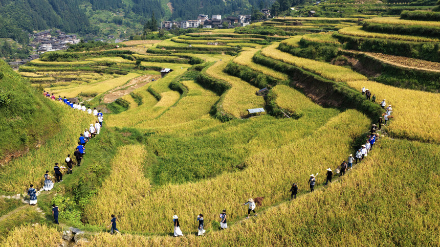 9月22日，在貴州省黔東南苗族侗族自治州榕江縣樂裡鎮大瑞村，村民在梯田裡進行農耕文化展演。