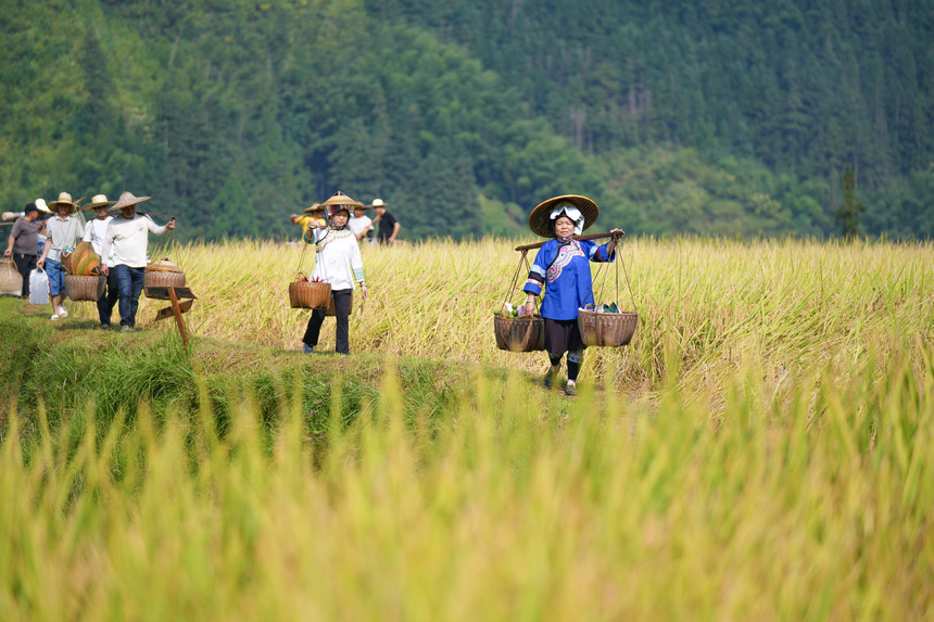 9月22日，在貴州省黔東南苗族侗族自治州榕江縣樂裡鎮大瑞村，村民在梯田裡進行農耕文化展演。