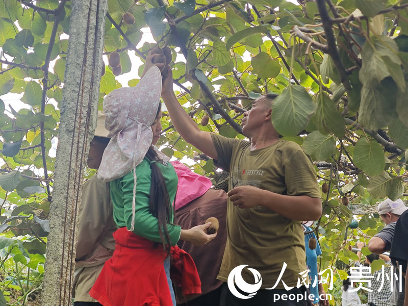 果农在猕猴桃果树认养基地采摘猕猴桃。人民网 黄小桃摄