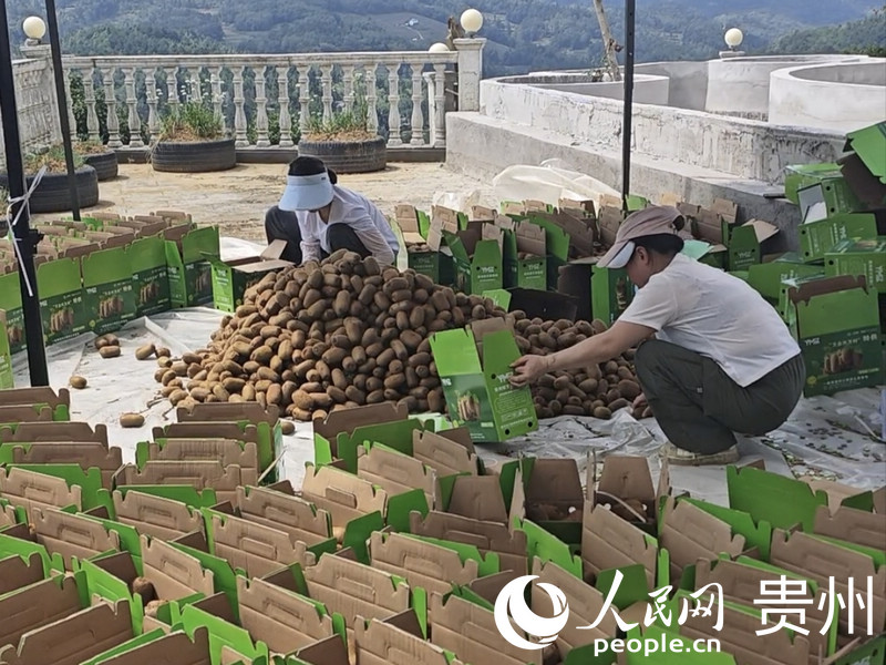 当地村民在打包装箱猕猴桃。人民网 黄小桃摄