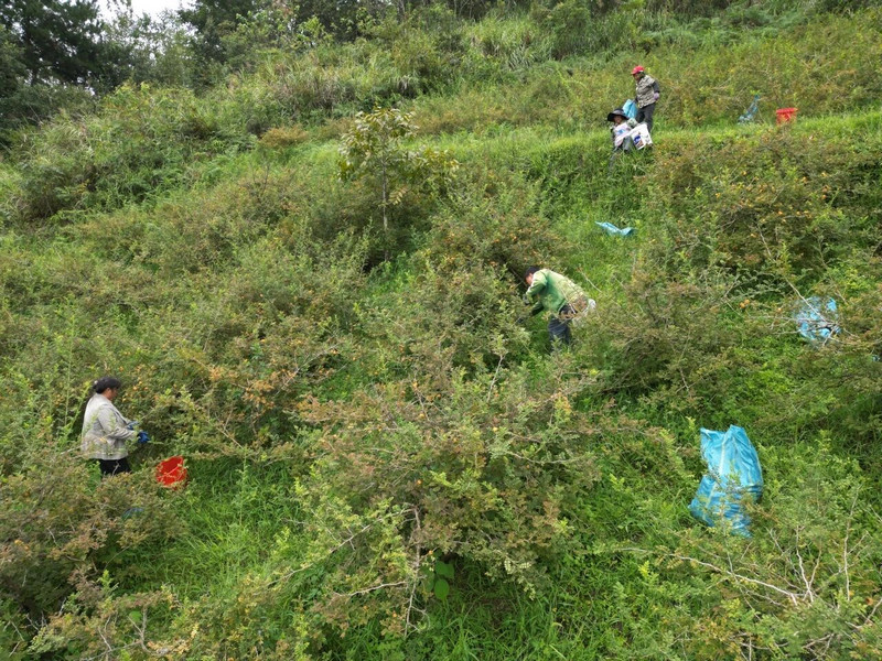火炬村村民正在采收刺梨鲜果。