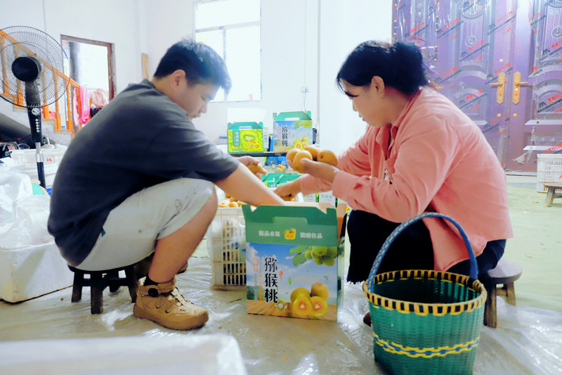 游客在給獼猴桃裝箱。