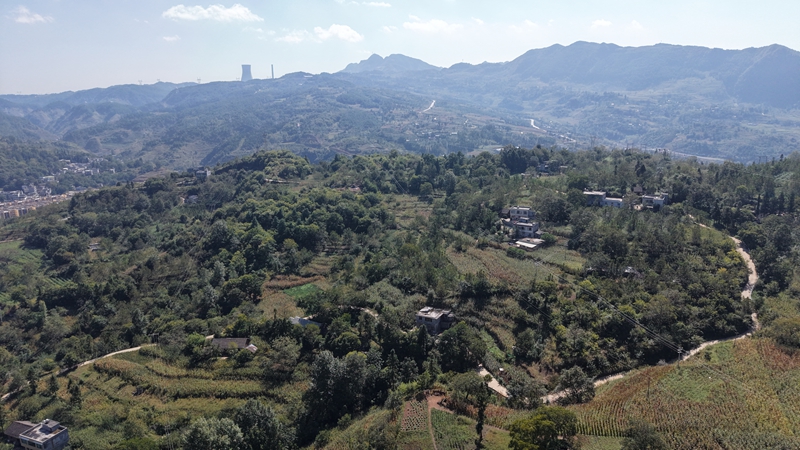 赫章縣財神鎮核桃滿山 魯紹林 攝.JPG