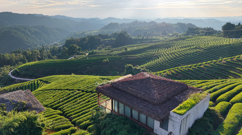 茶天堂。