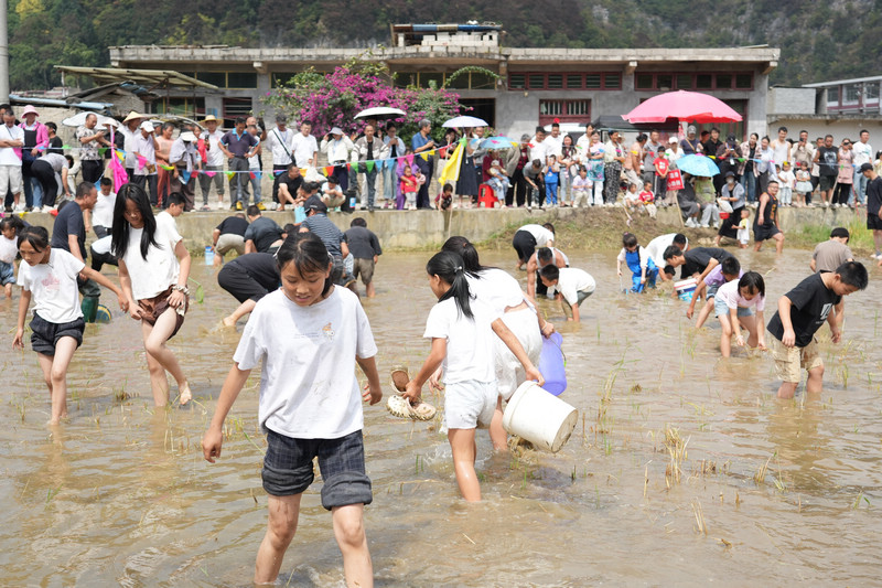 游客在稻田裡摸魚。