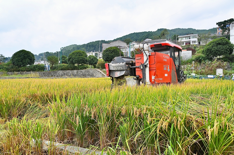 2、農機手們熟練操控設備，高效開展高效機械化搶收。.jpg