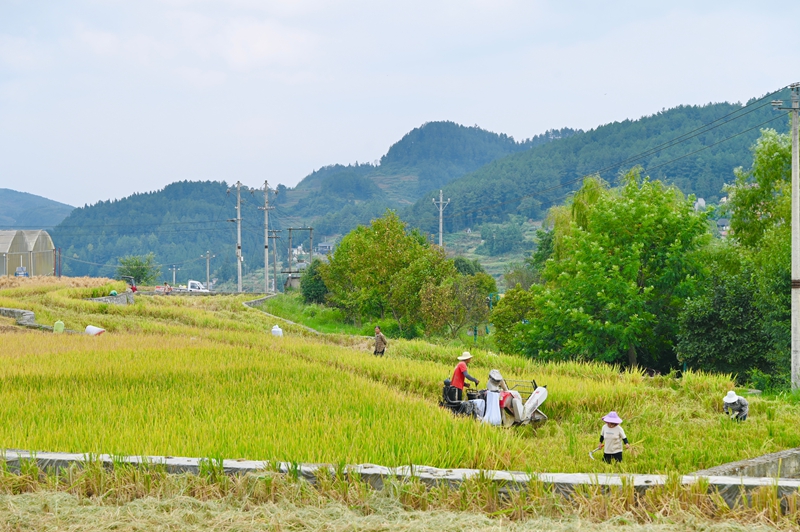 3、仁懷市高大坪鎮銀水村水稻種植基地，連片稻田金浪翻滾、稻穗飽滿。.jpg