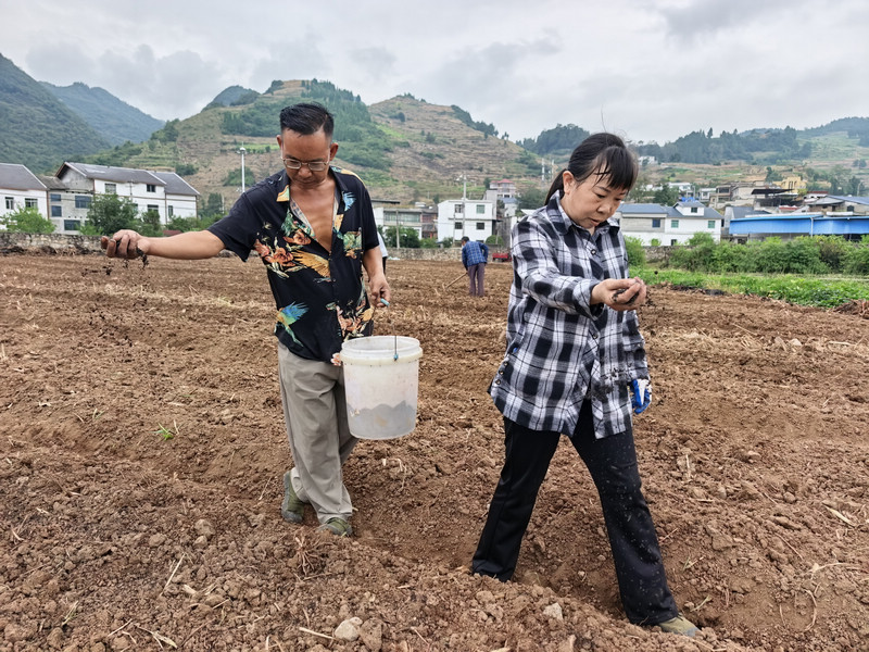 村民們正在撒種子。