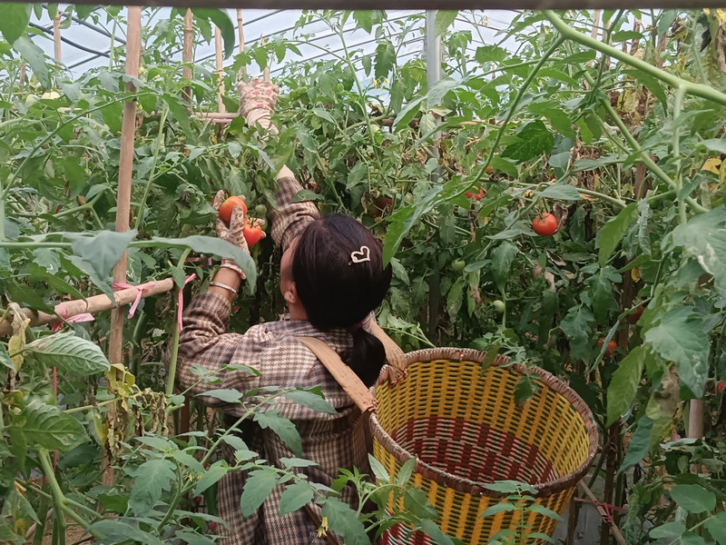 村民在塘頭村大棚基地採摘番茄。