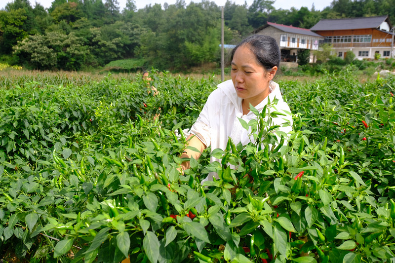 村民採摘辣椒。