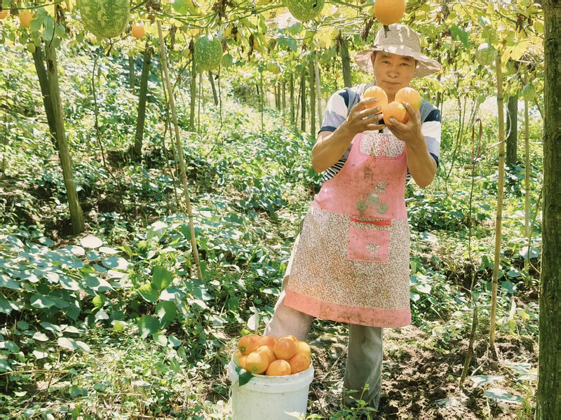 松桃苗族自治县盘石镇当造村吊瓜丰收村民忙于搬运。
