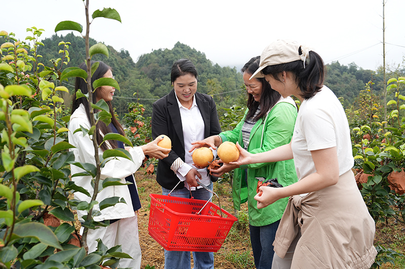 游客和當地群眾穿梭在果園裡，採摘黃梨。趙剛攝