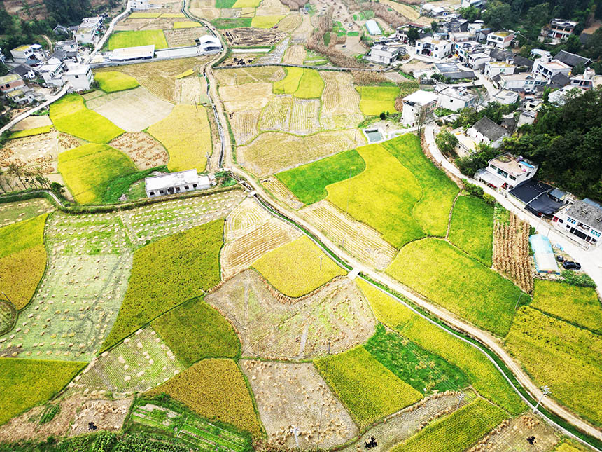 金秋時節的貴州省黔西市錦星鎮新街田壩，豐收田園、鄉村景美。
