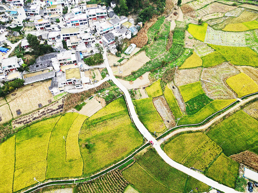 金秋時節的貴州省黔西市錦星鎮新街田壩，豐收田園、鄉村景美。