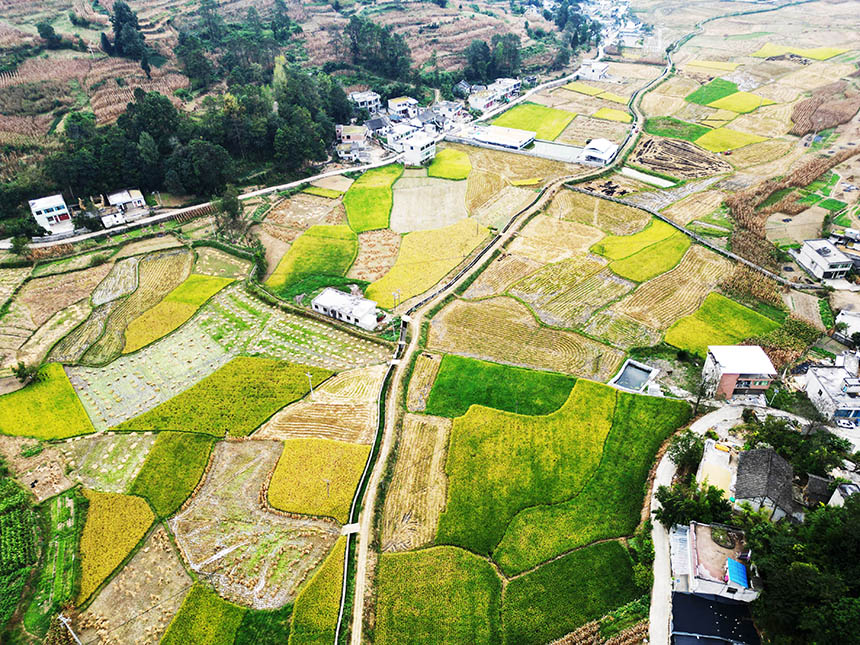 金秋時節的貴州省黔西市錦星鎮新街田壩，豐收田園、鄉村景美。