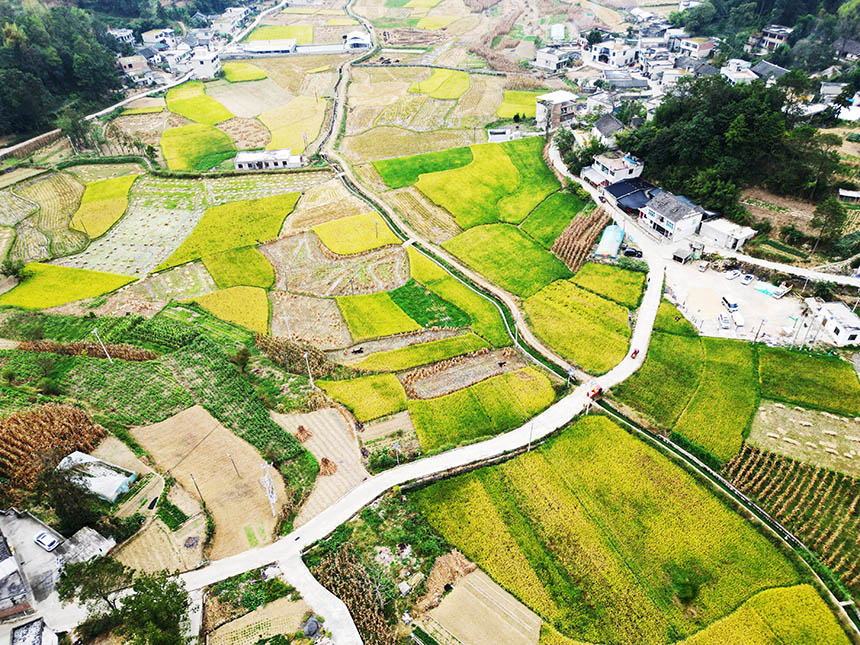 金秋時節的貴州省黔西市錦星鎮新街田壩，豐收田園、鄉村景美。
