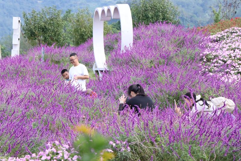 1、游客在花海拍照 。.JPG