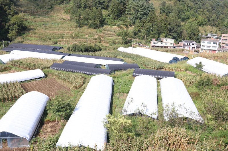 海子街镇黑泥井社区食用菌基地。李金苗摄