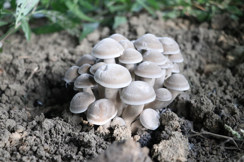 海子街镇黑泥井社区食用菌基地。李金苗摄