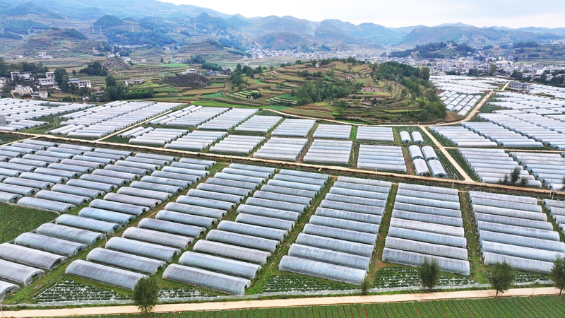 双龙镇水潮社区辣椒种植基地 (4).JPG